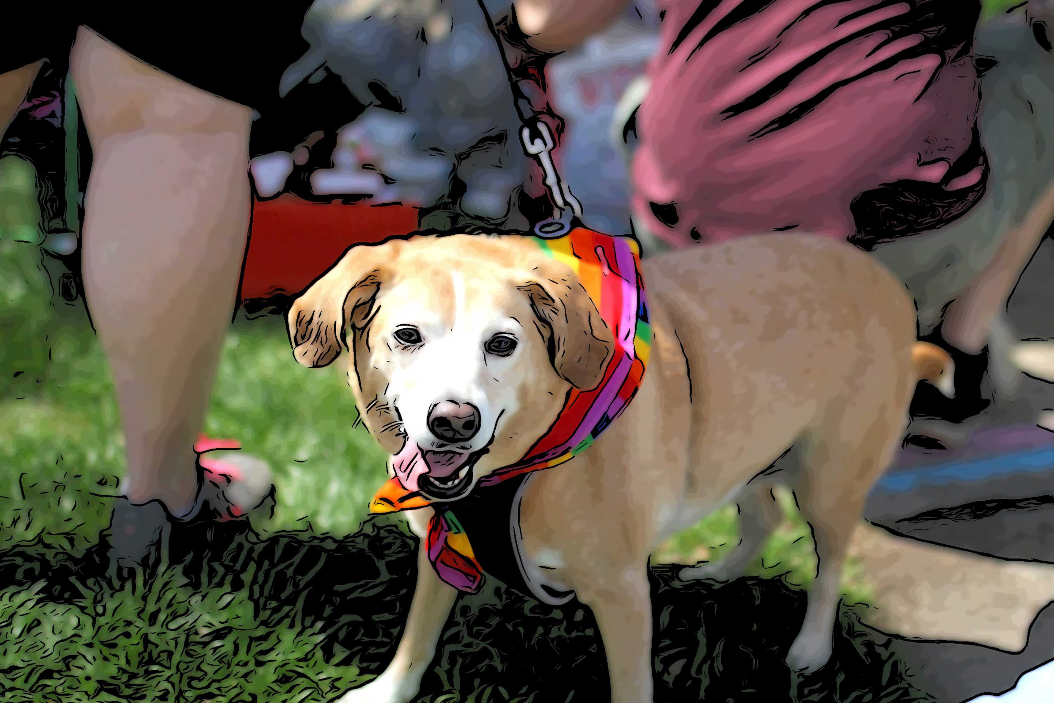 dog at pride festival